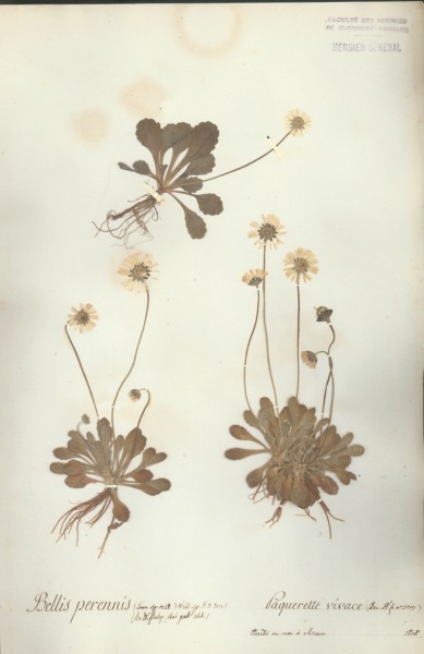 Bellis perennis CLF045418