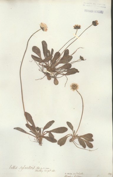 Bellis sylvestris CLF045429