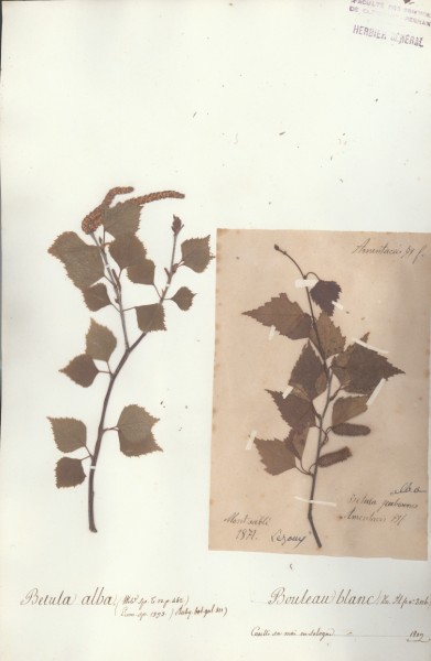 Betula alba