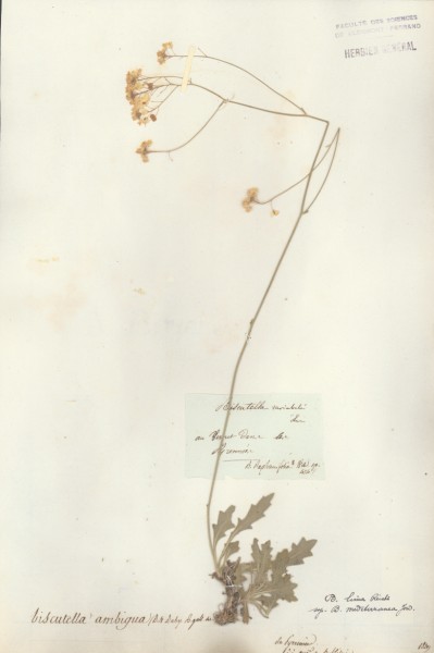 Biscutella ambigua CLF014978