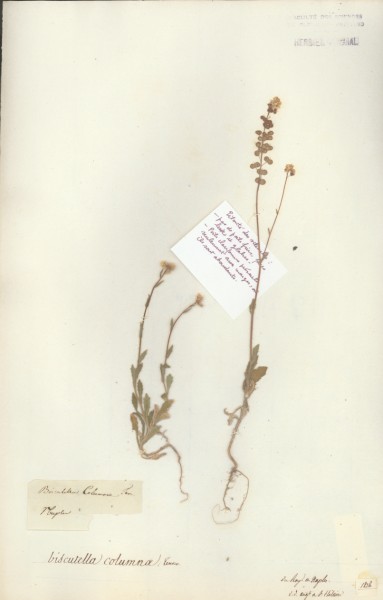Biscutella columnae CLF014941
