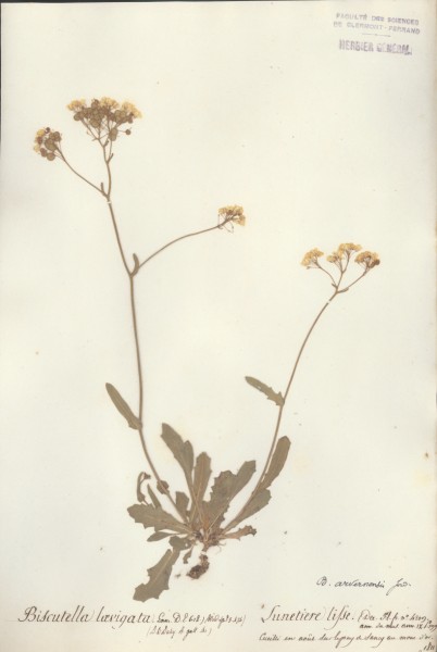 Biscutella laevigata CLF014928