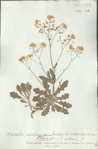 Biscutella saxatilis CLF015005