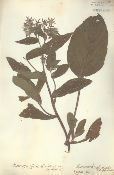 Borrago officinalis