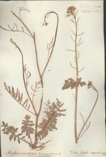 Brassica erucastrum CLF014526