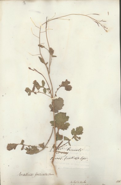 Brassica fruticosa CLF014397