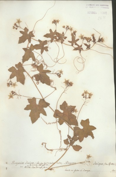 Bryonia dio&Atilde;¯ca CLF038166