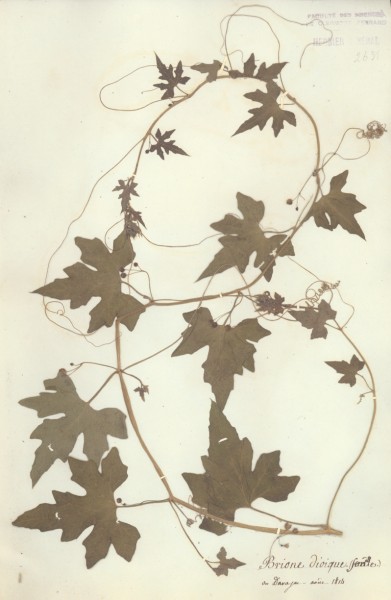 Bryonia dio&Atilde;¯ca CLF038167