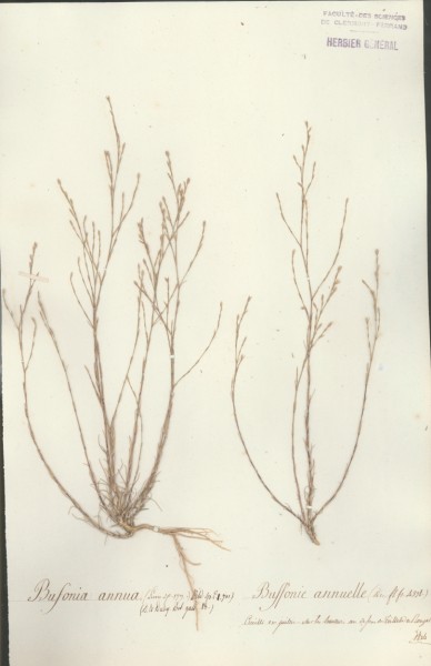 Bufonia annua CLF019905