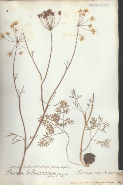 Bunium bulbocastanum CLF040514