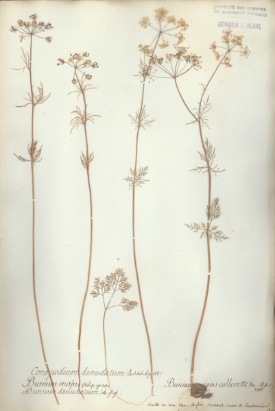 Bunium denudatum CLF040706