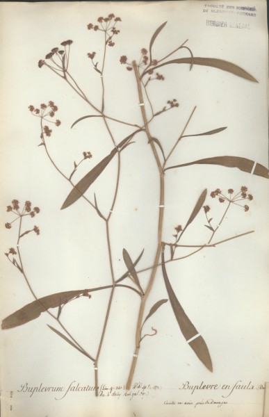 Buplevrum falcatum CLF038642