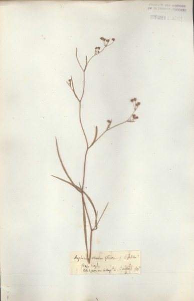 Buplevrum falcatum CLF038643