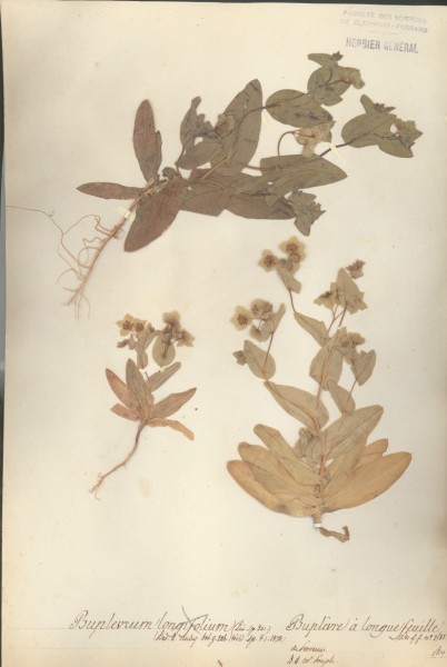 Buplevrum longifolium CLF038879