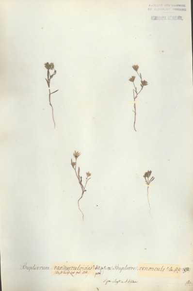 Buplevrum ranunculoides CLF038744