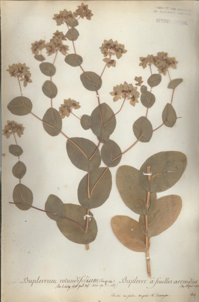 Buplevrum rotundifolium CLF038838