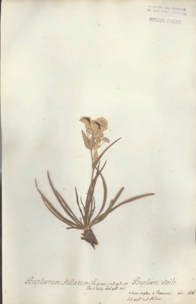 Buplevrum stellatum CLF038860
