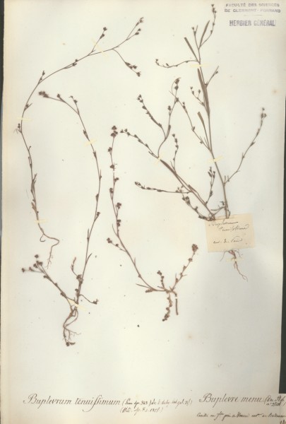Buplevrum tenuissimum CLF038798