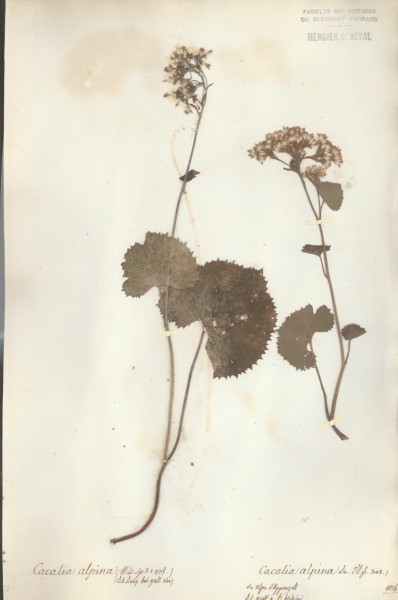Cacalia alpina CLF045108