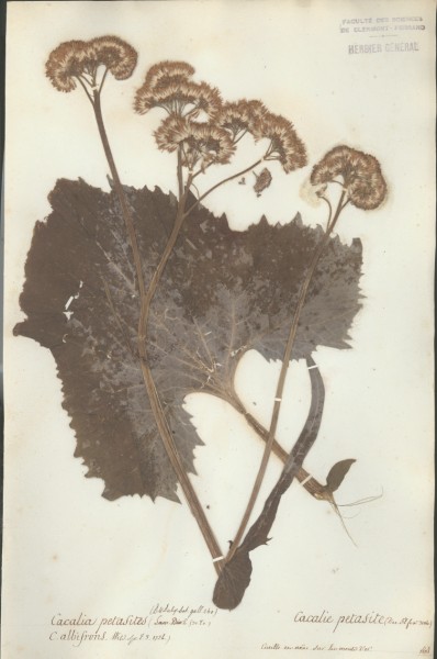 Cacalia petasites CLF045125