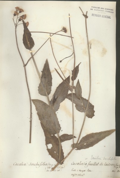 Cacalia sonchifolia CLF048560