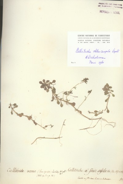 Callitriche verna CLF037108