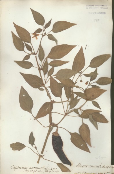 Capsium annuum CLF065741