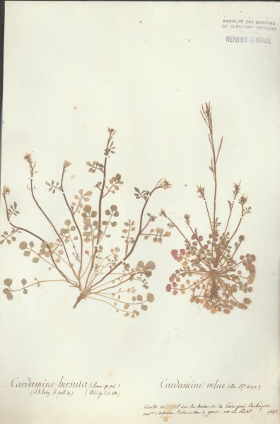 Cardamine hirsuta CLF013556