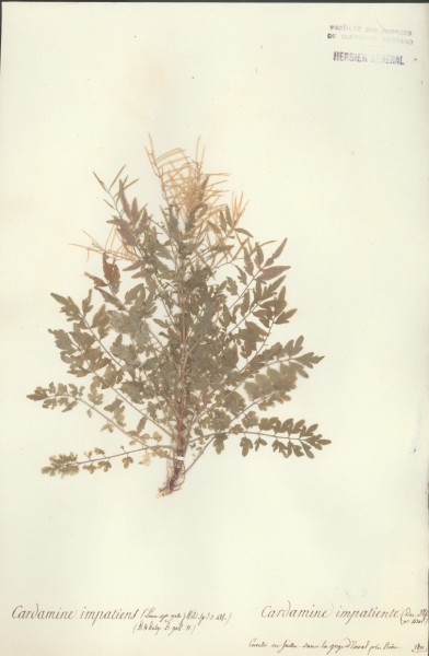 Cardamine impatiens CLF013596