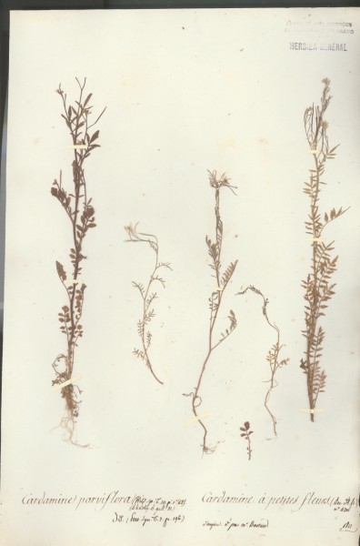 Cardamine parviflora CLF013604