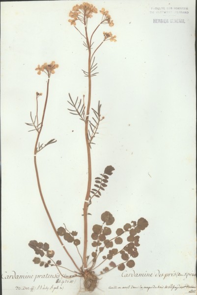 Cardamine pratensis CLF013628