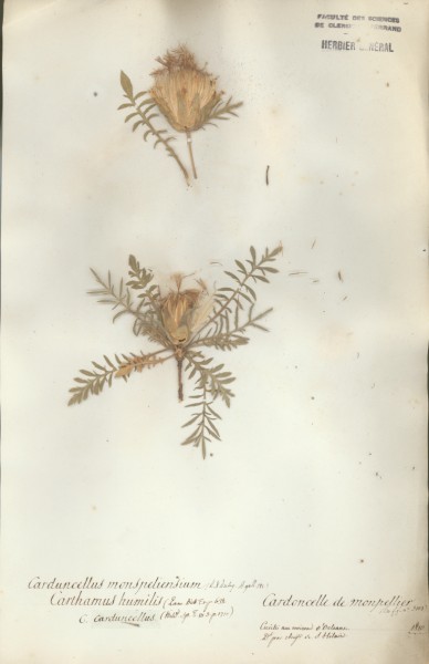 Carduncellus monspeliensium CLF050825
