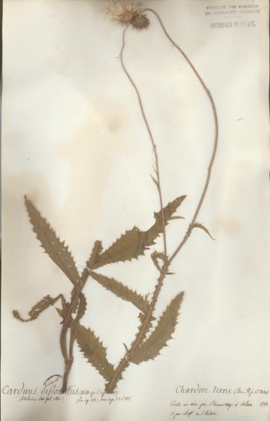 Carduus defloratus CLF049398