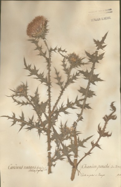 Carduus nutans CLF049690