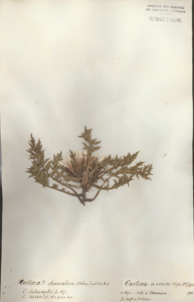 Carlina chamaeleon CLF049244