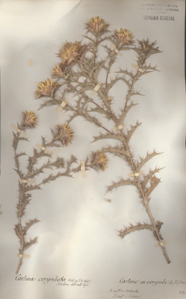 Carlina corymbosa CLF049248