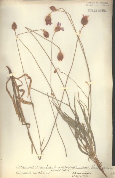 Catananche caerula CLF050875