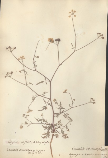 Caucalis arvensis CLF042645