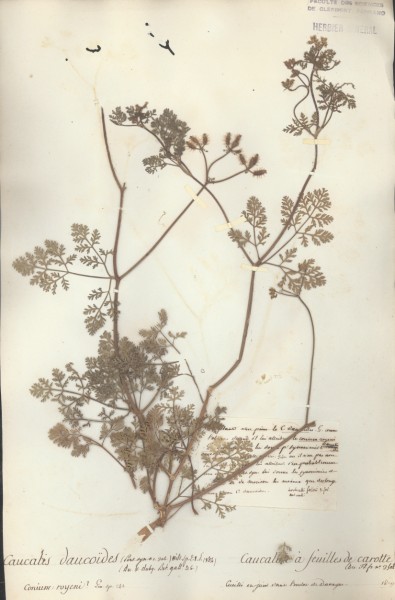 Caucalis daucoides CLF042521