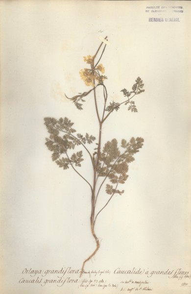 Caucalis grandiflora CLF042600