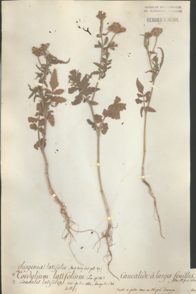 Caucalis latifolium CLF042485
