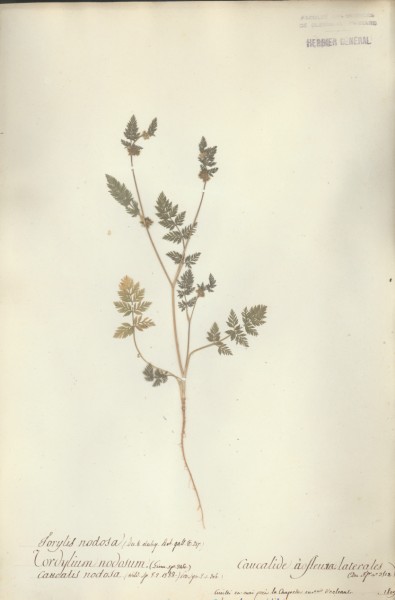 Caucalis nodosum CLF042663