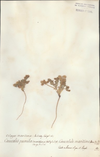 Caucalis pumila CLF042610