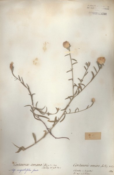 Centaurea amara CLF050218