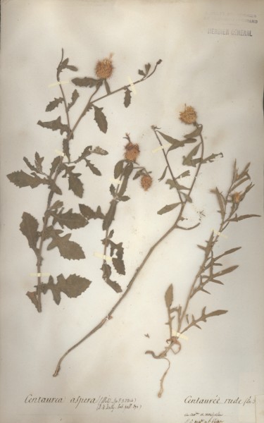 Centaurea aspera CLF050324
