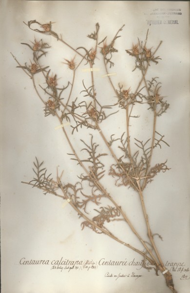 Centaurea calcitrapa CLF050353