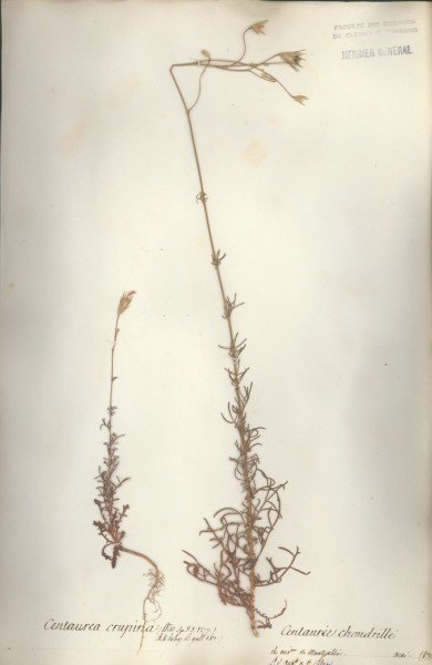 Centaurea crupina CLF050183