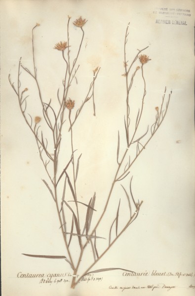 Centaurea cyanus CLF050383