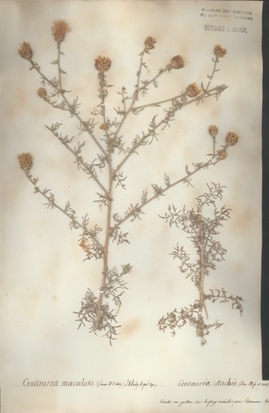 Centaurea maculosa CLF050429