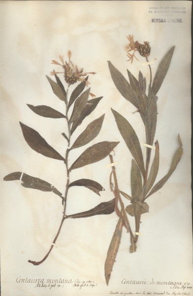 Centaurea montana CLF050441